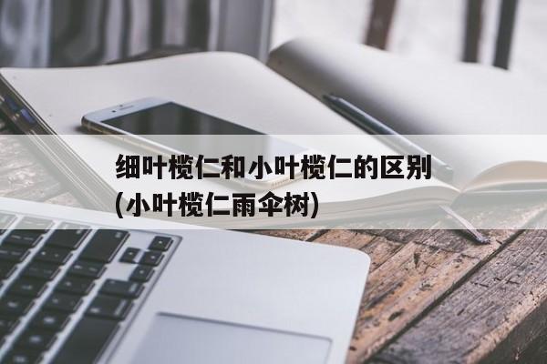 细叶榄仁和小叶榄仁的区别(小叶榄仁雨伞树)