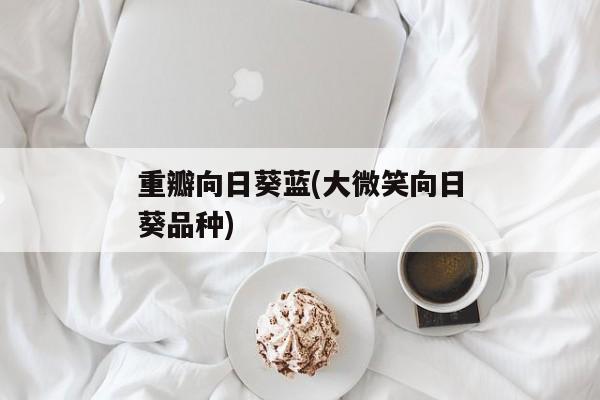 重瓣向日葵蓝(大微笑向日葵品种)